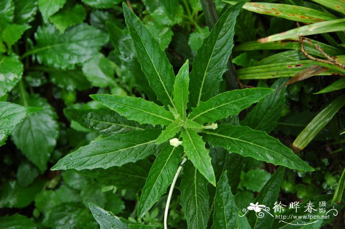 名贵兰花照片