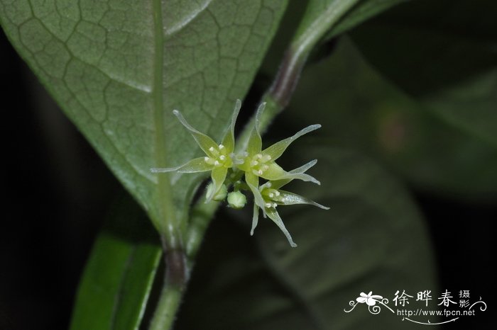 植物是怎么传播种子的