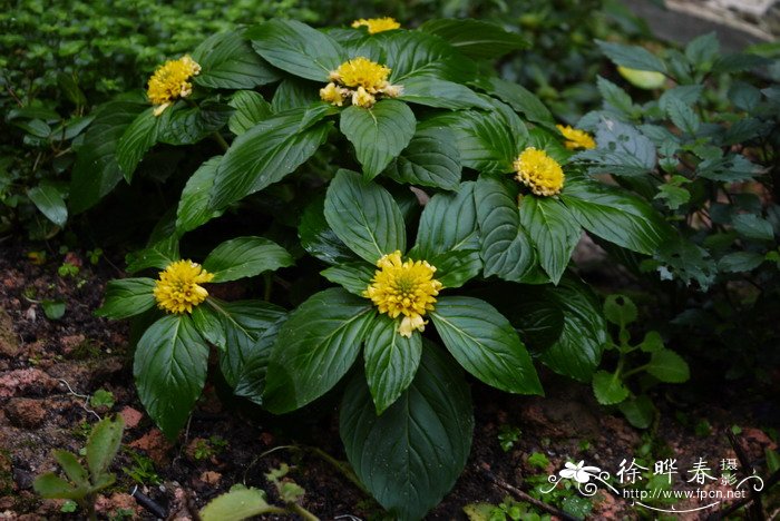 山东白蜡树价格