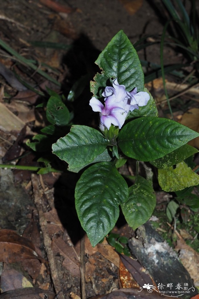 粽叶是什么植物的叶子?