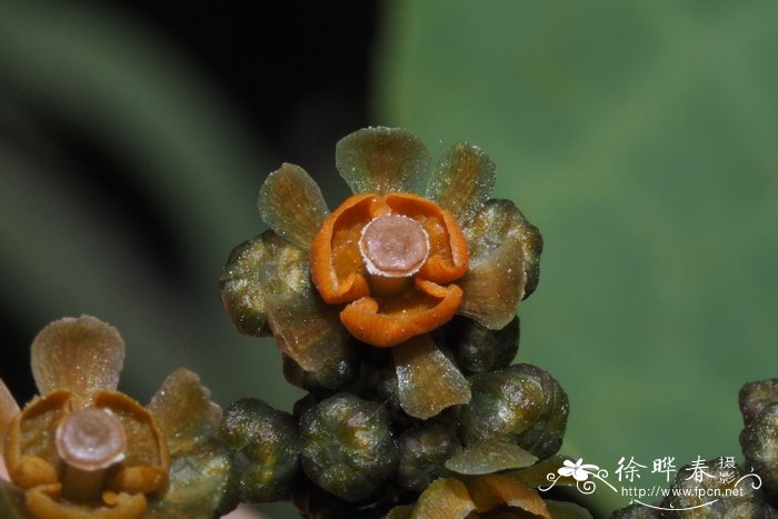 栀子花的花语和寓意