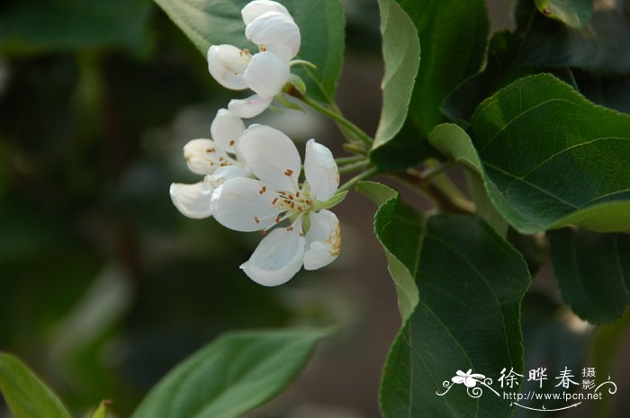 黑玫瑰的花语