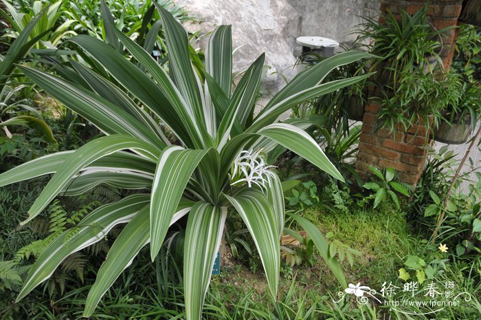 山茶花是什么颜色