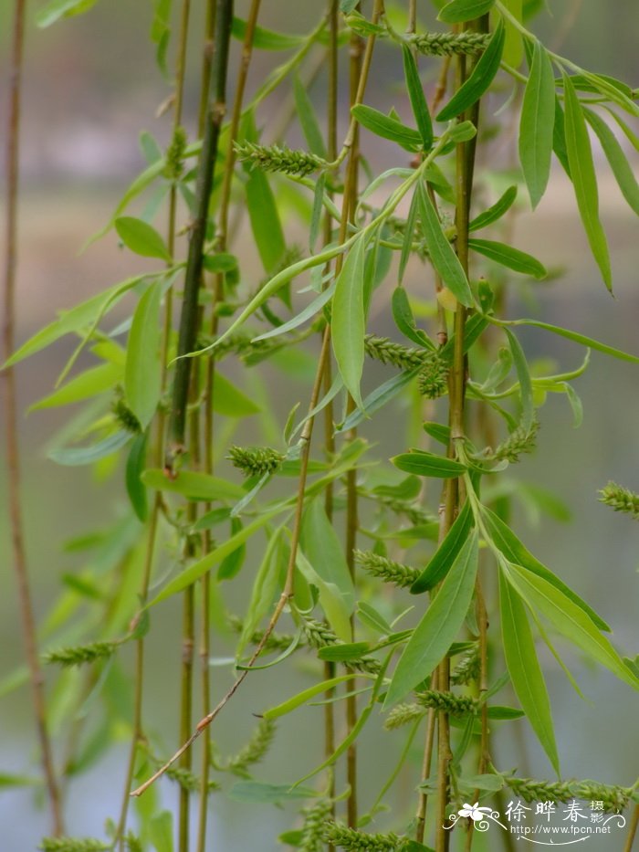 富贵子一年开几次花