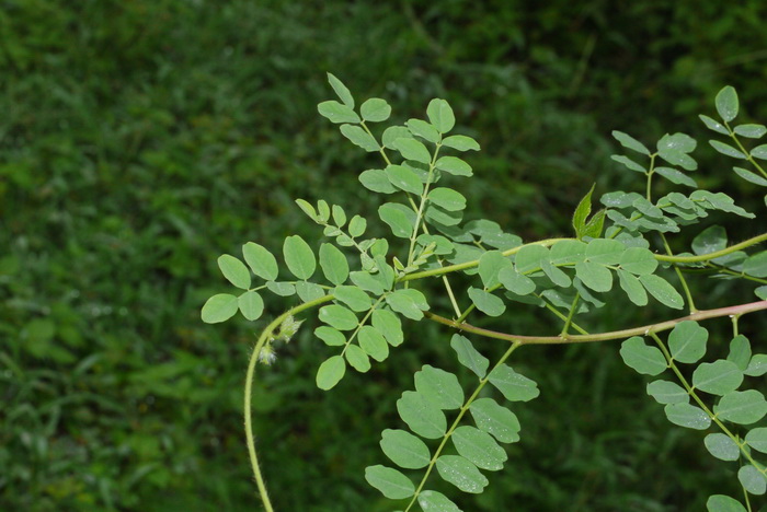 美丽月见草