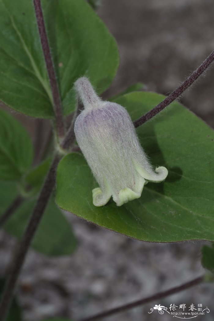 花叶蔓长春花