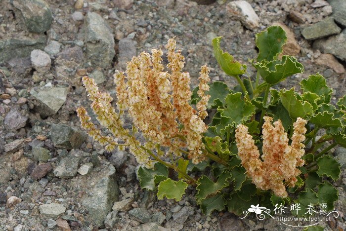 油茶种植