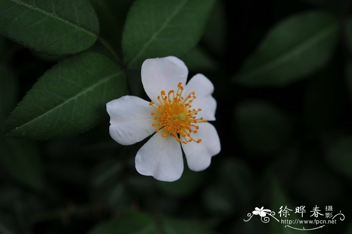 长寿花花语象征与寓意