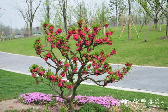 樱花是日本的国花吗