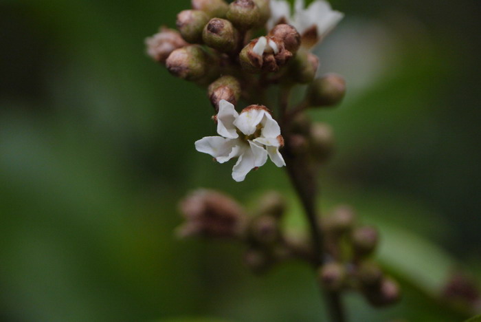 绿色豆芽