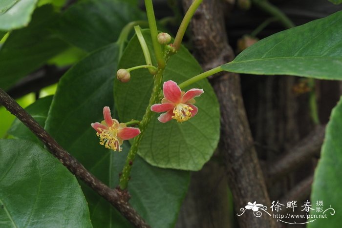 泡泡花