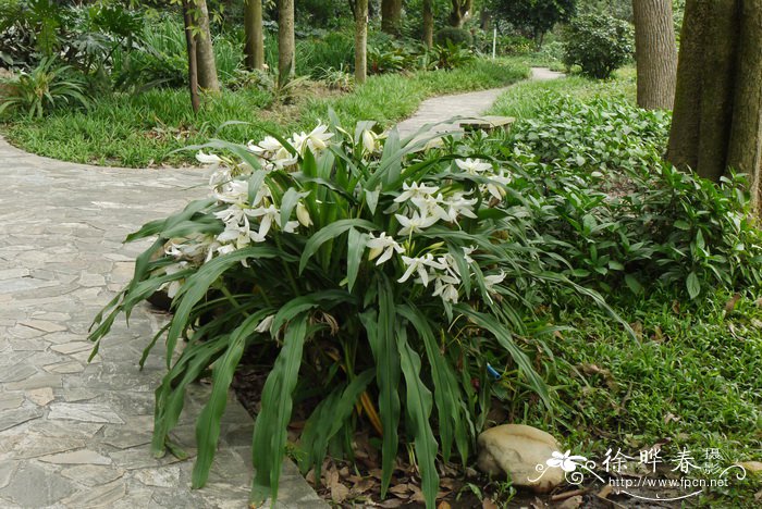 深圳市鲜花网订购