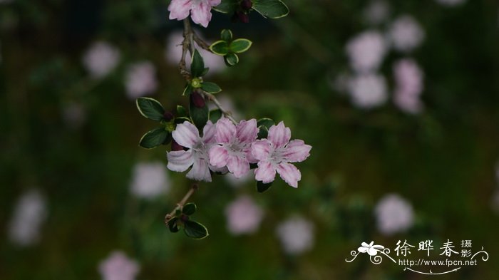 蜡梅花