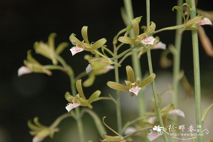 夏天开什么花开