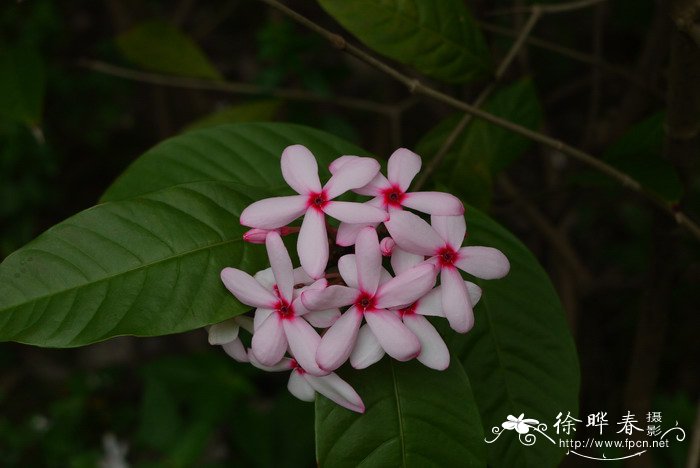 十大最贵的玫瑰花品种