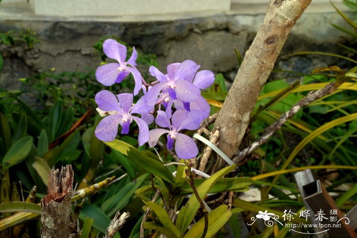 苏州市花