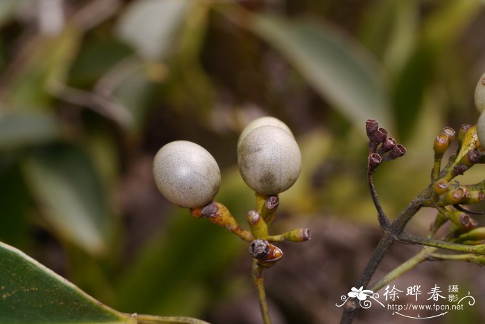 杭白菊和胎菊的区别