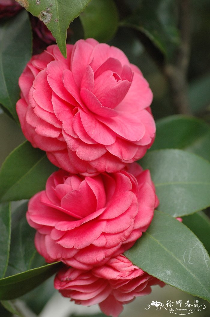 白菊花图片祭奠图片