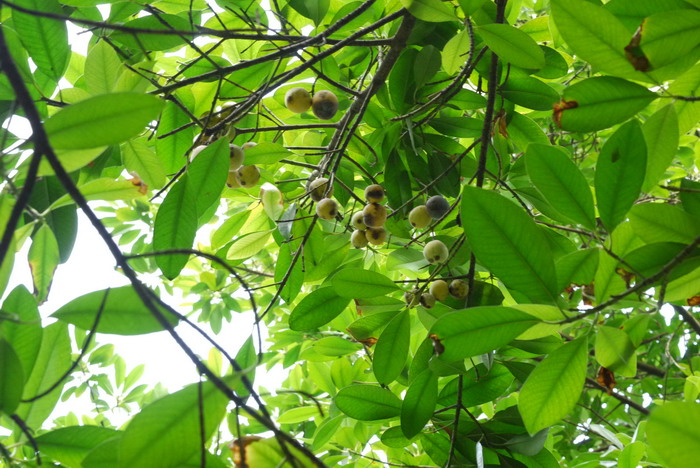 小桂花树苗