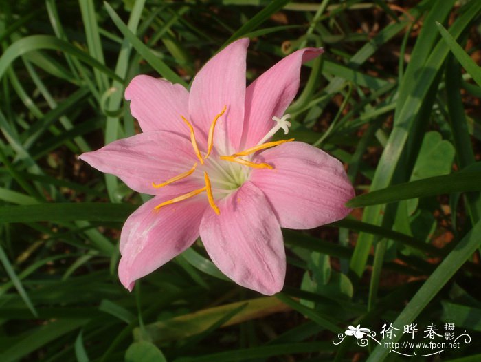 映山红和杜鹃花的区别