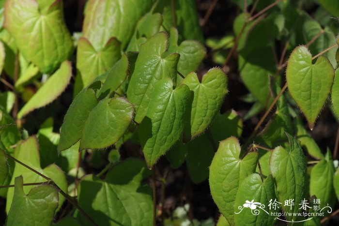 蕨菜是什么植物