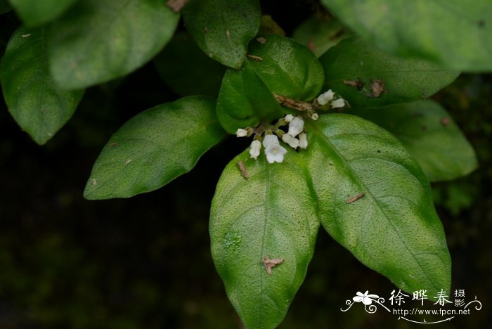 春天的野花