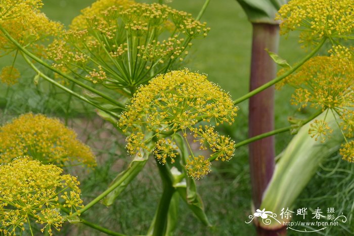 生菜种植