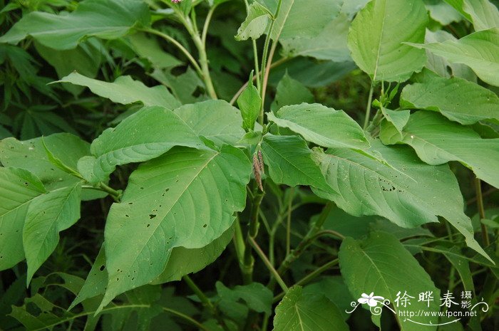 月季花什么颜色