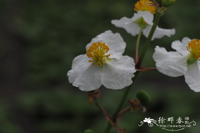 樱花树苗哪里有多少钱一颗