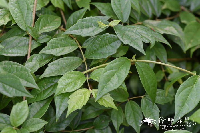 玫瑰花茶最佳搭配