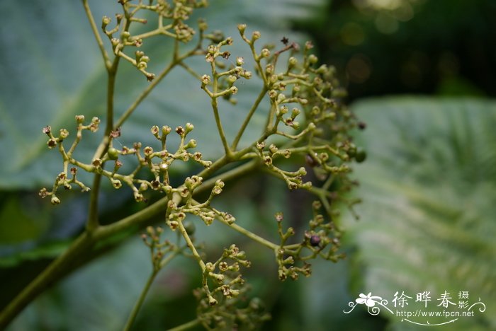 桂花可以做什么