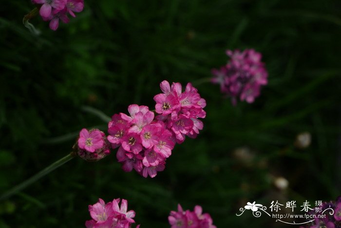 藏红花和红花的区别