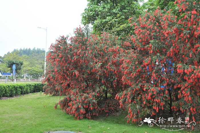 美人蕉花期