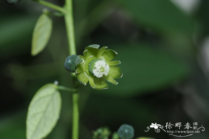 百合花代表什么象征意义