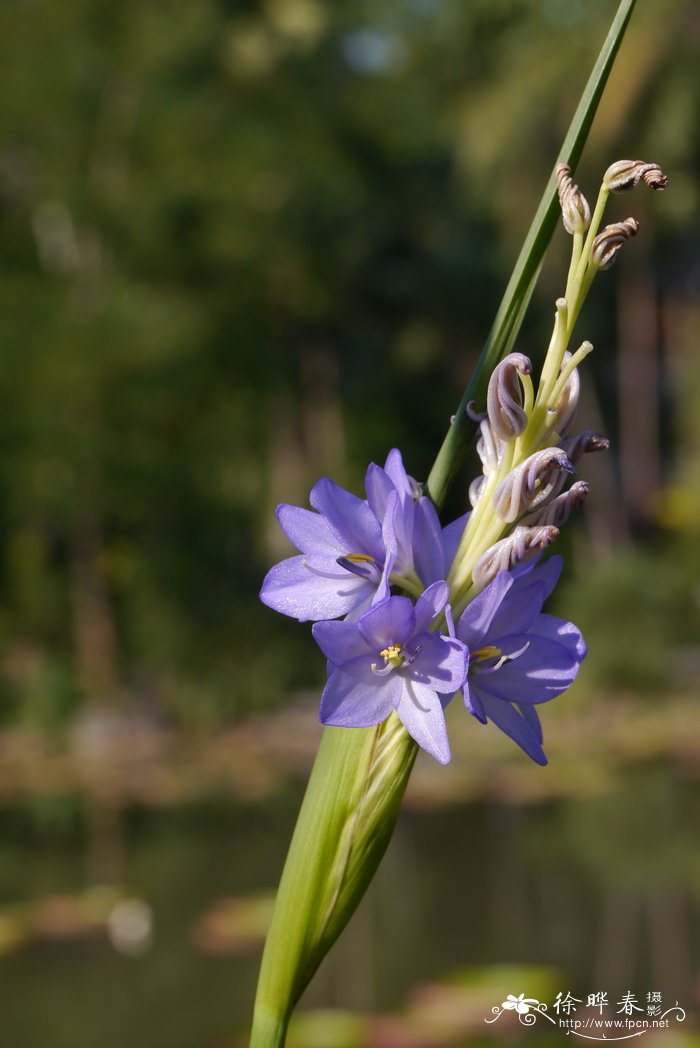 银针菇