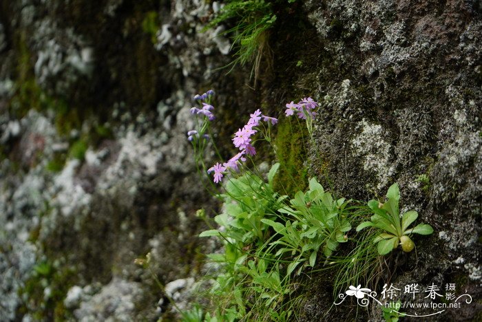 血菊