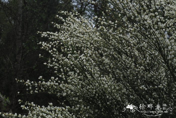 君子兰开花期间怎么浇水