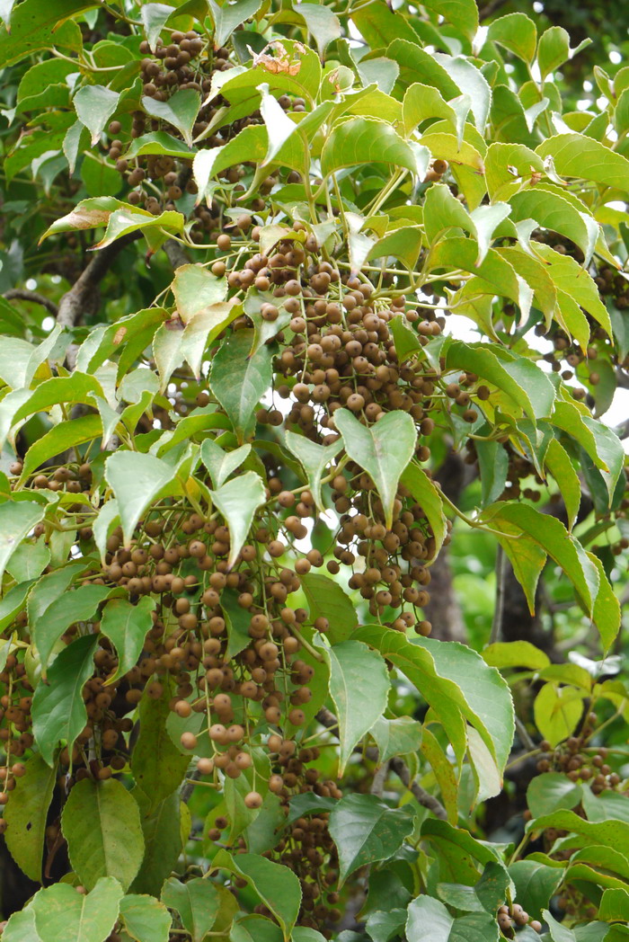 苦瓜种植方法与时间