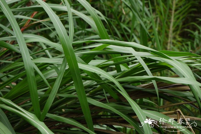 野生树莓