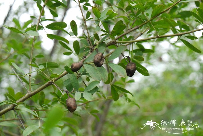 桃花的样子和特点