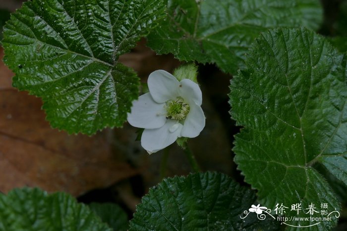 水仙花怎么雕刻