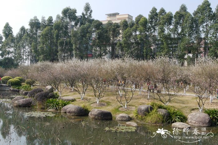 西安市市花