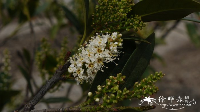 草莓发芽