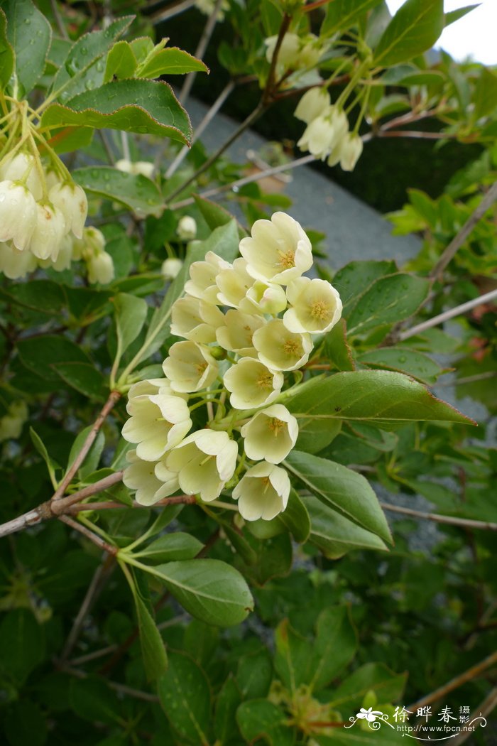 水仙花有毒吗 可以在室内养吗 