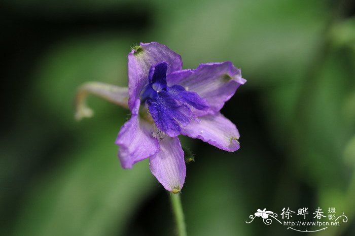 深圳的市花是