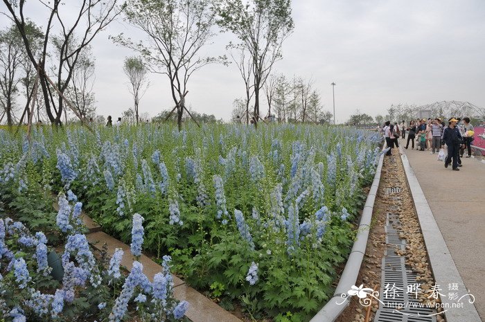 花土里的小飞虫怎么彻底清除