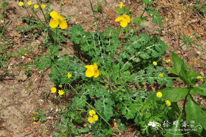 四川草花