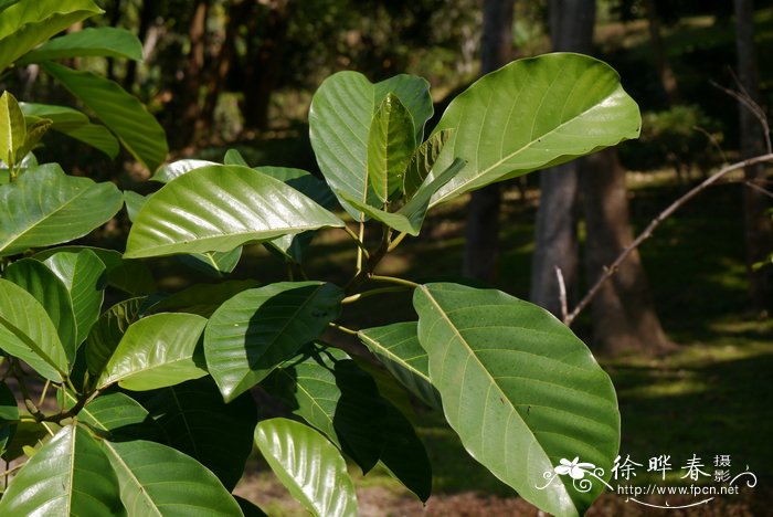 兰花适合什么温度