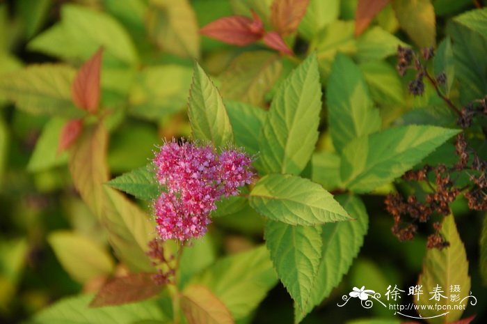 蝉花虫草粉功效与作用