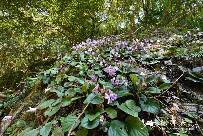 小桂花树苗